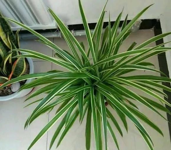 植株生长:金边吊兰用这四招养,叶子绿又宽大,金边发光