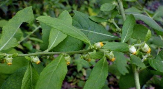  「玩物」农村这种草叫天名精，外形长得像野菊花，曾是农村娃的