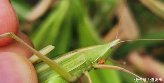  「稻田」农村稻田里面的这种虫子价格比金蝉贵，为什么没有人养殖呢？