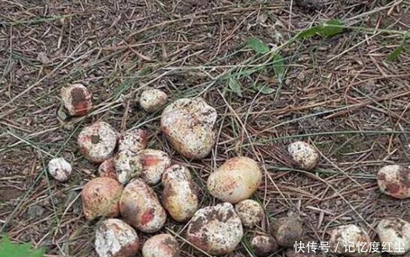 大爷在草堆里发现一堆“白色石头”,仔细辨认后,笑得合不拢嘴