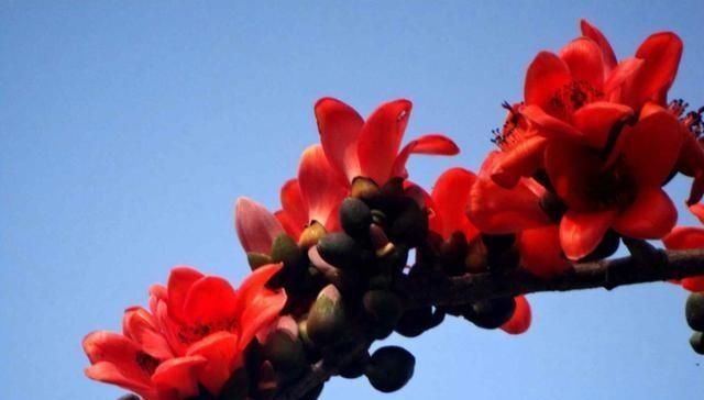  家里：冬天开花是红色的植物，过年看着就喜庆，妈妈们还不知道吗？
