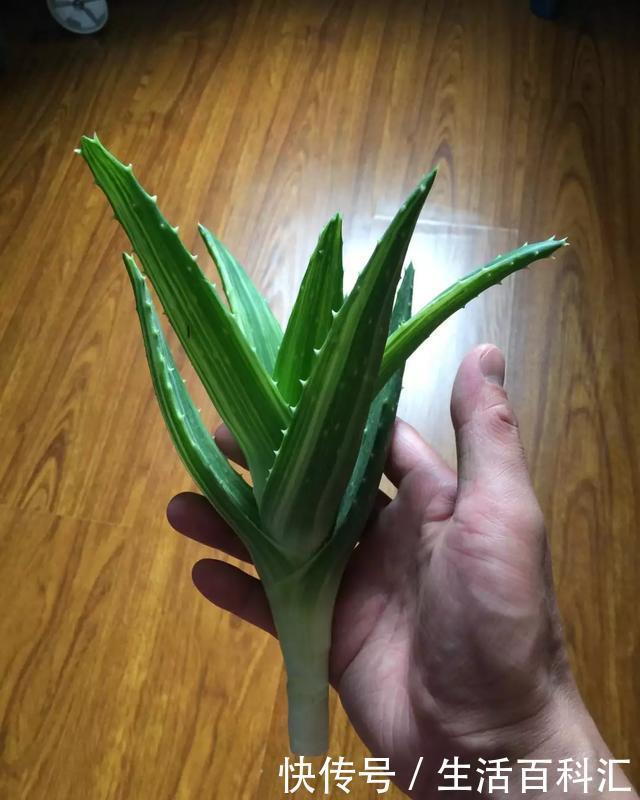 「天一」养花技巧:安全度夏水培花,天一热就养它,1杯水养爆盆