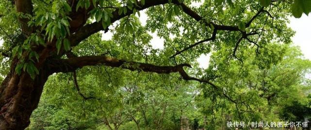  「火炉」“四大火炉”重新排名，武汉长沙退出名单，重庆依旧榜