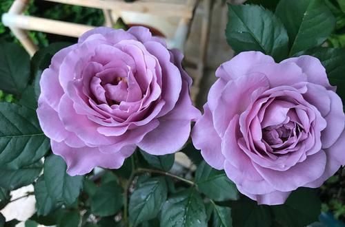  微风@喜欢菊花，首选“欧洲小米菊”微风玖瑰，小巧可爱，飞舞活泼！