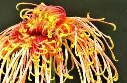 『玫瑰』喜欢玫瑰,不如养盆“优良菊花”盘龙飞天,似祥龙翱翔,高贵威武