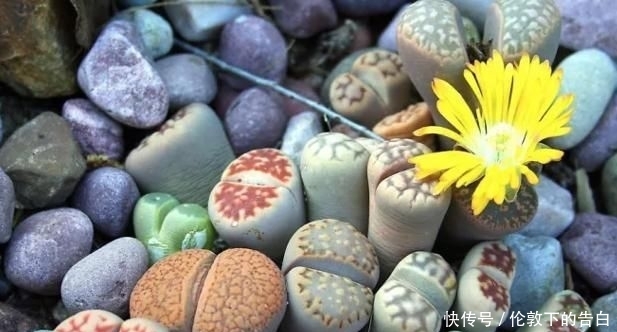 石花■两瓣叶子组成生石花,遇到强光一定要遮阴,晒皱皮没颜值