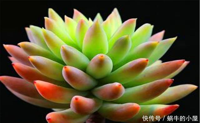 轻松|家庭养多肉千佛手讲究一个巧字,1分钟学会,叶片饱满,轻松爆盆