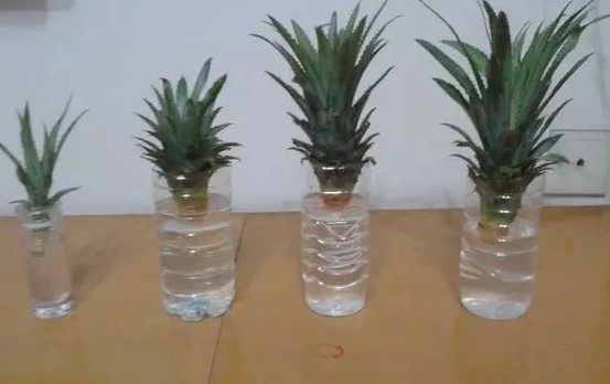 #盆栽#吃完的菠萝顶花别扔，简单4步种出一盆漂亮的小盆栽，还会结果！