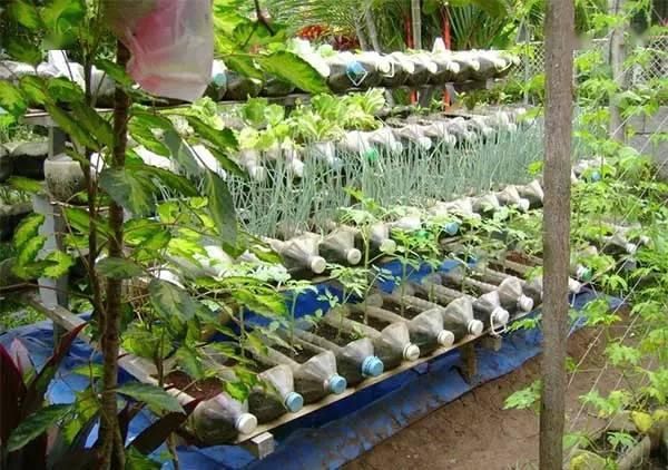 「番茄」春天来了,用塑料瓶种菜,自给自足,每个人都可以学会!