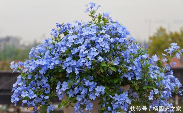  『开爆』秋天养什么花好？“3种花”，扦插即活，开一个秋天，天天开爆盆