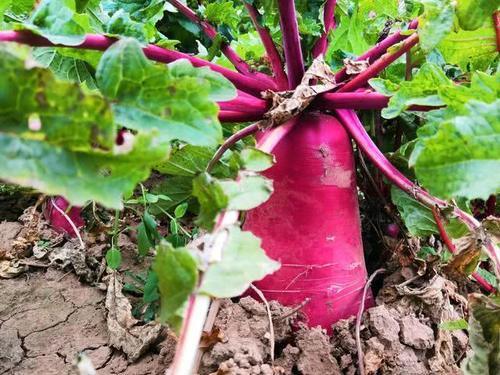  生长周期■农民种植这种蔬菜，生长周期60天，亩产6千斤，能赚多