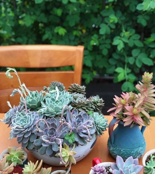  [家里]三月, 家里的植物