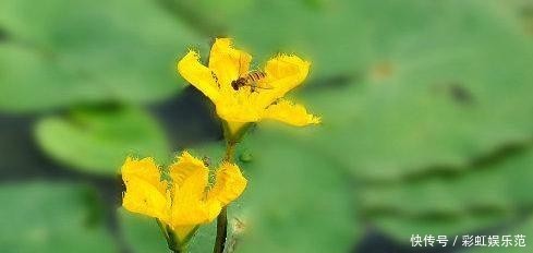 #恩惠#金黄小花立水上,柔情恩惠荇菜语