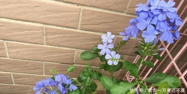 『地方养护』8月份,可养“8种花”,随便晒、随便养就长爆盆,花儿朵朵开不停