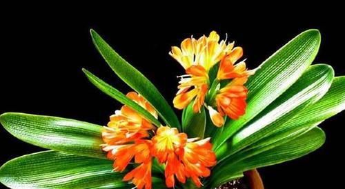  「植物」租植物选君子兰好养么？黄叶了怎么办？