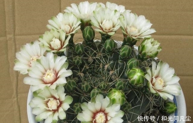 『养对』绯花玉开花娇艳不输其他花卉，一年赏花好几次，养对了就可以