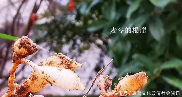 好摄农夫：这两种植物和兰花最容易混淆，简单的2点，就可以区分清楚