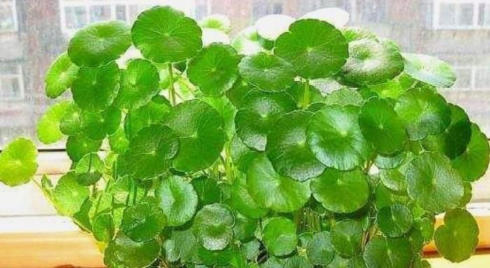  「铜钱草」3种花“越剪越旺”，剪成秃头，一个月大变样，叶子油绿、繁茂！