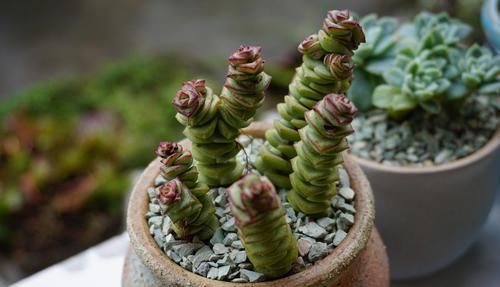  【好运】3种花养家里，招财旺福好运来，新的一年好运不断，谁养谁喜欢