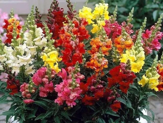  「小伙伴」这几种植物养在阳台，好养又长得好，喜欢花的小伙伴养起来吧！