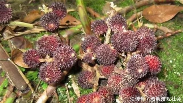  「药用价值」农村一种常见植物，被称为土黄金，现在很稀有，药