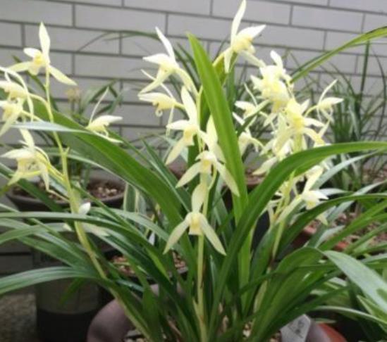 简洁■夏天已到,这款花卉养在家里,花型简洁素雅,花色洁白