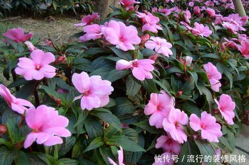 『观赏价值极』新手养花选它,有土有水就能活,随手一样就爆盆!