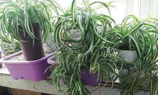 利于吊兰:如何给吊兰盆栽补水?2点做到位,植株生长得旺盛、枝繁叶茂