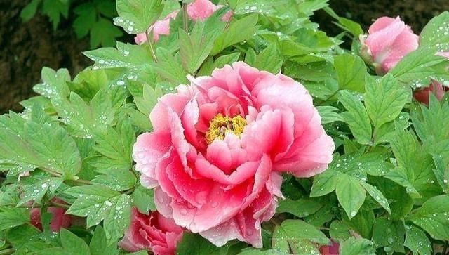  『养血』牡丹花茶——养血和肝，散郁袪淤，养颜美容