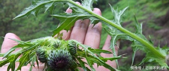 农村被称为“百草之王”的野草，却是一种中草药，见了一定带回家