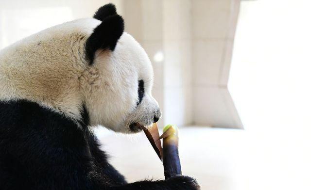 20岁大熊猫“园园”飞往奥地利,连走时饱餐一顿,人们夹道相送