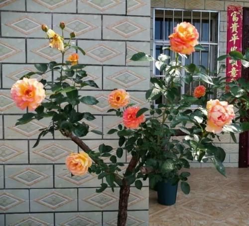  [生活]40岁之前，赚钱养家，40岁之后，种菜养花！