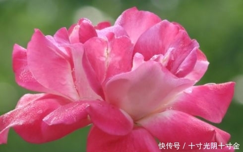 『栽培』这几款花卉,适合春天栽培,开花美长势旺,养在客厅生机勃勃,美