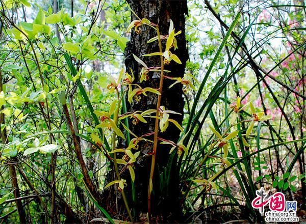  「老师」兰花魂：兰舌终有凋零日 草根不竭永精神