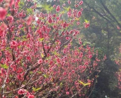  gdp|中国经济最强镇：23家世界500强企业在此入驻，GDP破千亿碾