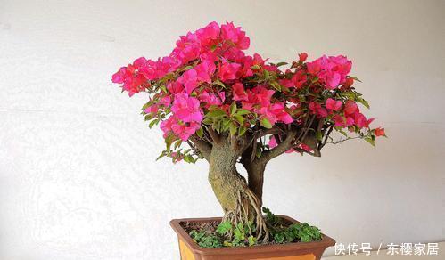  「催花」养三角梅“催花”很重要，掌握几个小技巧，一直开花到秋天