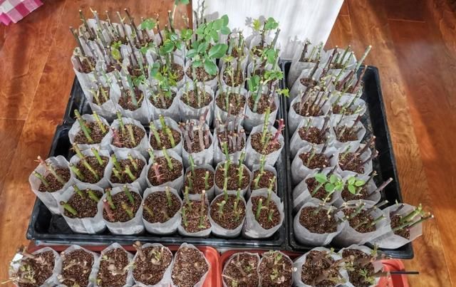  【方法】花友们，养花1盆变100盆，7种繁殖方法，经典又实用