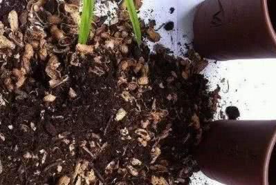  #枝繁叶茂#用这个垃圾养花，植物都喜欢，一年不用施肥，也能枝繁叶茂！
