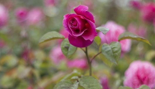 玫瑰花:玫瑰花枝怎么插容易活