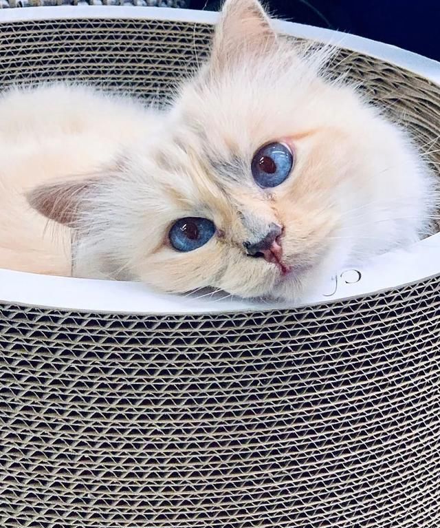  [Fran?oise]老佛爷逝世一周年，那只继承了21亿遗产的爱猫现在过得怎么样？