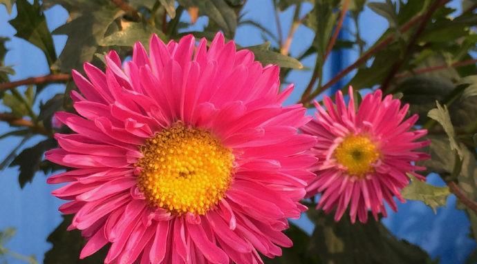  「花中」喜欢养花，不要错过“花中隐士”菊花，开花爆盆好养活！值了