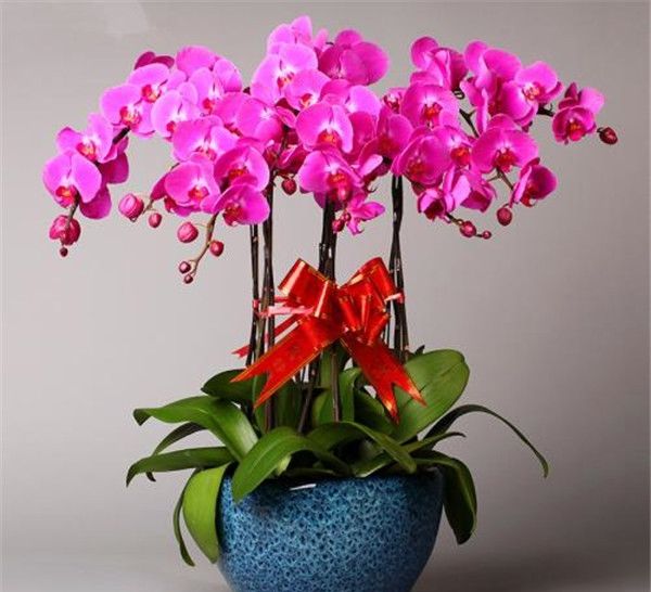  『植物』室内养花的6大优势，但这几种养起来很有挑战性的植物，看看你家有吗？