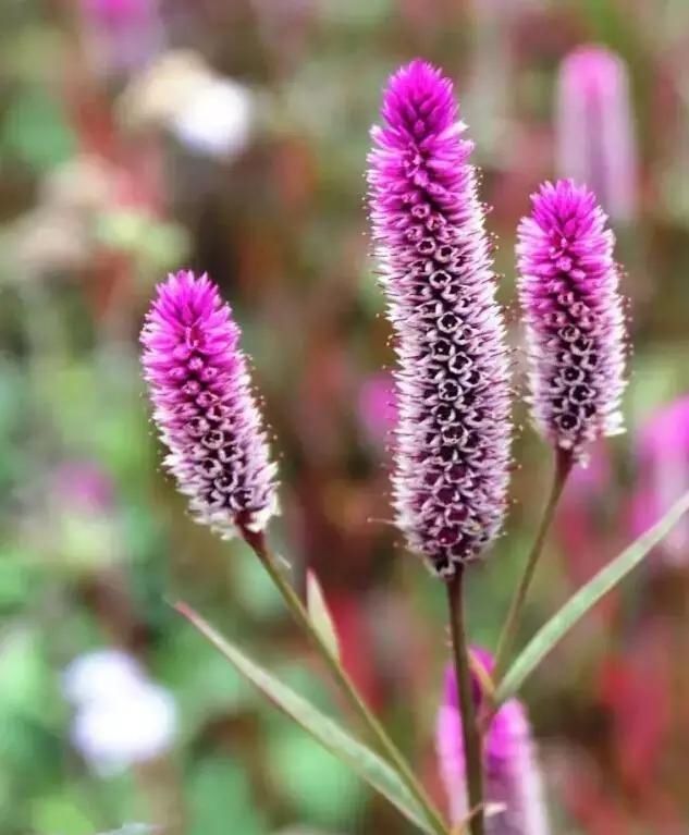  「别称」30种 ·野草的美，你认识几个？