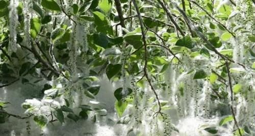  「果实」农村这种树的果实成熟了，可农民恨的“牙痒痒”