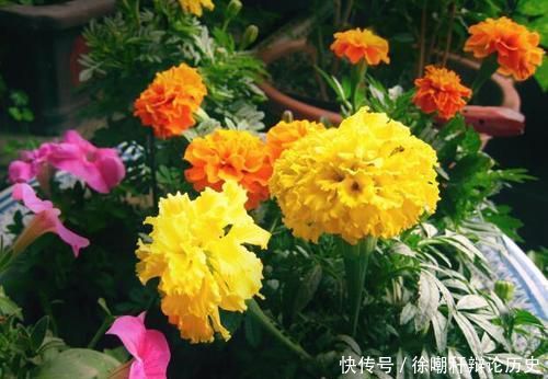 『现黄叶烂根』养花浇水,这几个错误别犯,不然养啥花都黄叶烂根,学会一生受用