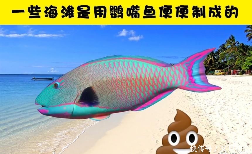  『鹦嘴鱼』关于便便，你所不知道的7个冷知识