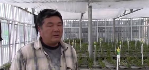  「种植」桐柏这个村家家种植兰花，花比人还多