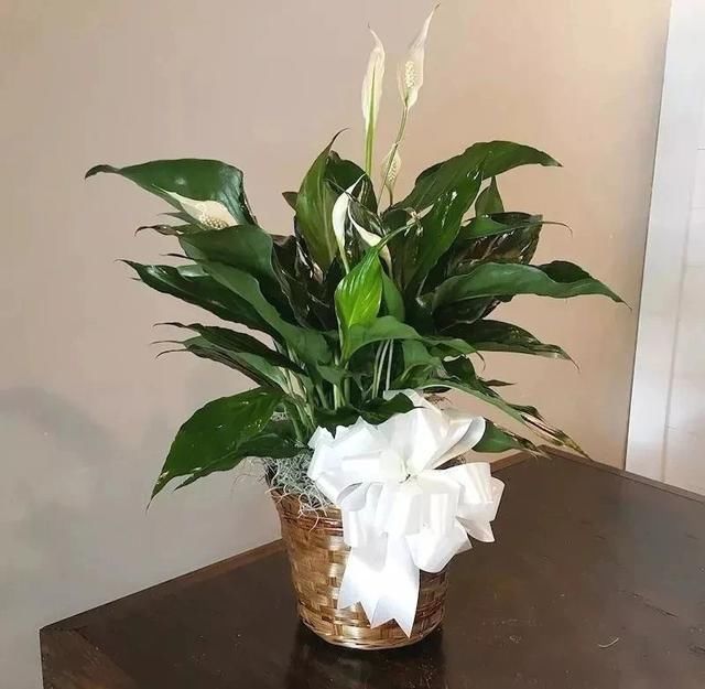 『孕育花朵』在室内也能轻松养开花的几种盆栽,哪一种才是你的最爱