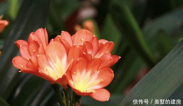  #漂亮#养花就养此3种，开花漂亮韵味十足，室内养一盆，净化空气好运到