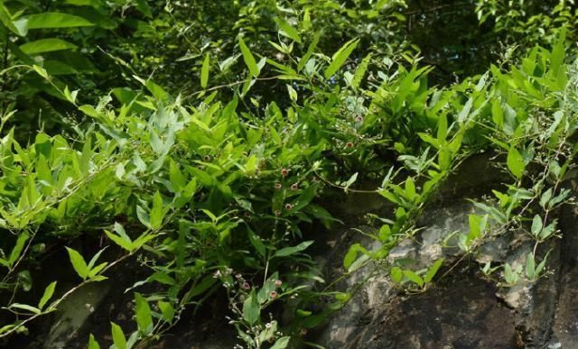 「花型」你小时候可能割过的鸡屎藤,碾碎后有臭味能喂猪,但花型格外美丽